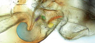 Illustration for article titled Scientists discover unique sex-reversed species with female penis